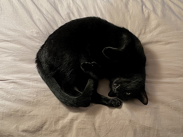 On a grey bedsheet, a black cat lies on his back with his stomach up, curled around so his back paw is nearly touching the top of his head. His face is upside down and his tail is curling around over his back legs.