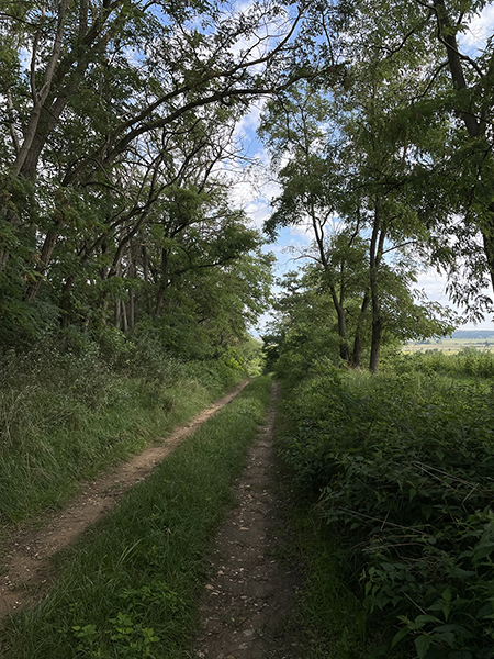 A dirt road with lush greenery growing down the middle of it and on either side recedes into the distance. Dense trees grow arching over the road on the left side, and fewer trees grow on the right side. The blue and cloud-spotted sky is visible through branches over the road.
