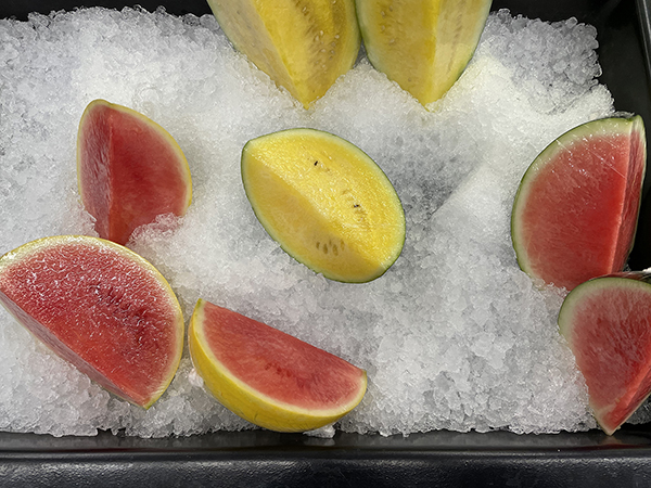 Looking down on a tray full of shredded ice, three wedges of a watermelon with a yellow rind and pink flesh lay in the bottom left corner. At the center of the frame, a wedge of watermelon with a green rind and yellow flesh lies seed-side up, and two more of the same color lean out of the top of the frame. Two wedges of watermelon with a green rind and pink flesh are staggered in the bottom right corner.