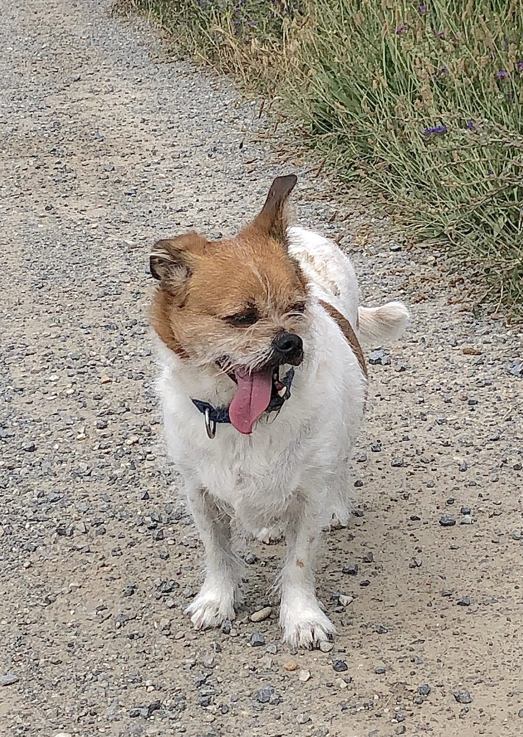A small, scruffy, white and brown dog with eyes closed and tongue hanging out